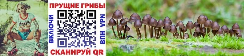 Галлюциногенные грибы MAGIC MUSHROOMS Гдов